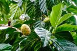 Manfaat Mengkudu untuk Kesehatan Buah Ajaib yang Kaya Manfaat